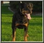 German Rottweilers from top German lines. These rottweiler puppies will be top quality with an exceptional German pedigree